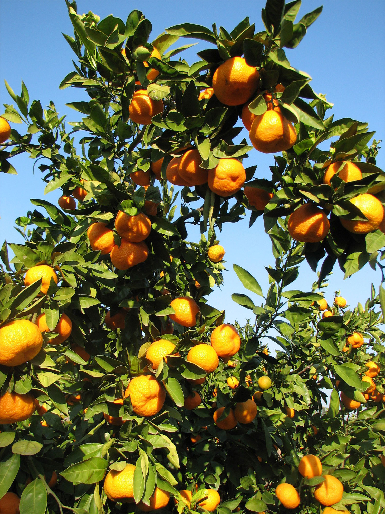 mandalina-1