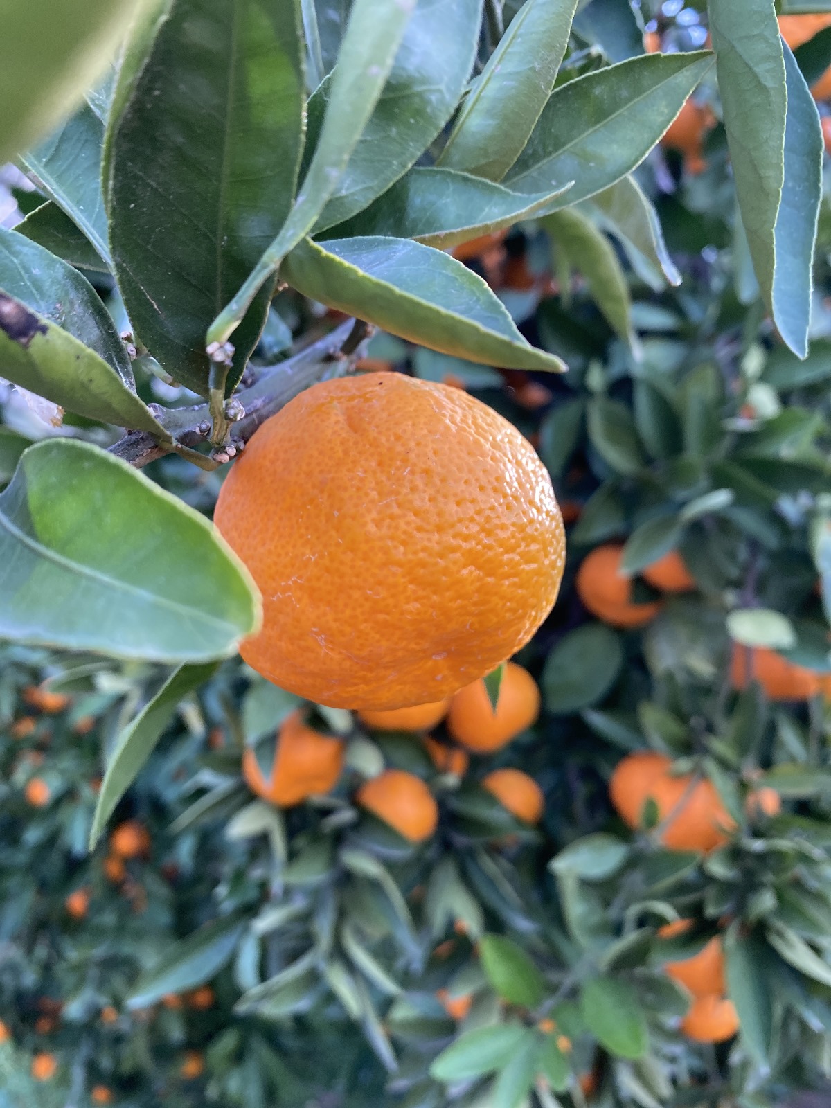 mandalina-4